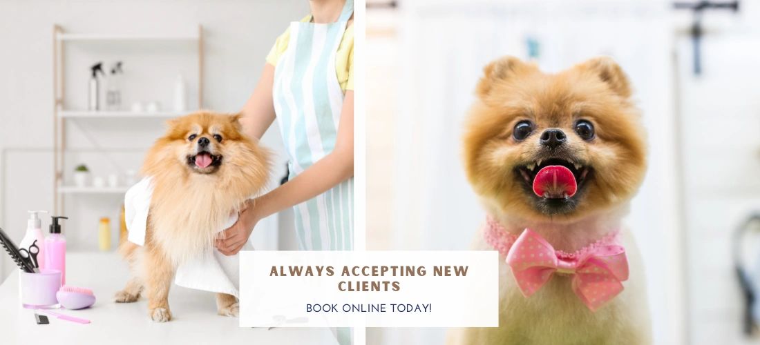 full-dog-grooming-we-take-all-breeds-prices-may-vary-due-to-breed-and